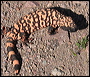 Gila Monster in the Superstitions